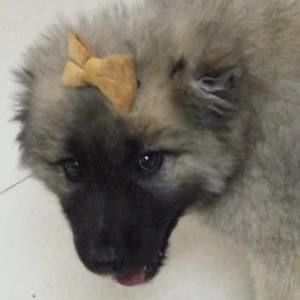 Meet your Posher, Reem